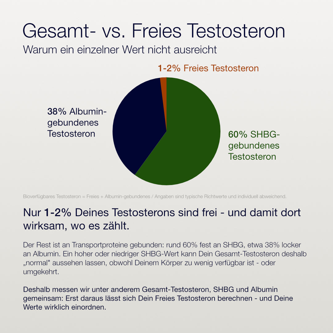 Kreisdiagramm zur Verteilung des Testosterons im Blut: 60 % SHBG-gebunden (grün), 38 % Albumin-gebunden (dunkelblau), 1–2 % freies Testosteron (kupfer). Darunter erklärender Text, warum Adon Health Gesamt-Testosteron, SHBG und Albumin gemeinsam misst, um das freie Testosteron zu berechnen.